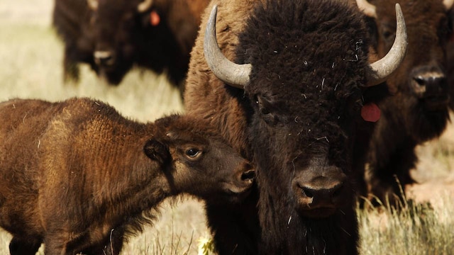 USA or England? Answer USA | The USA is home to iconic wildlife like the American bison, the largest land mammal in North America, and the elusive mountain lion, which roams vast terrains from forests to deserts. Other notable species include the bald eagle and grizzly bear, representing the country's rich ecological diversity. USA or England? Answer USA | The USA is home to iconic wildlife like the American bison, the largest land mammal in North America, and the elusive mountain lion, which roams vast terrains from forests to deserts. Other notable species include the bald eagle and grizzly bear, representing the country's rich ecological diversity.