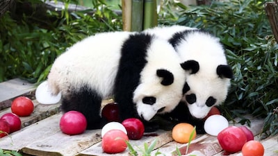 USA or China? Answer China | China is renowned for the giant panda, a global symbol of wildlife conservation, native to the bamboo forests of Sichuan. The country also supports species like the endangered South China tiger and the golden snub-nosed monkey, found in high-altitude forests.