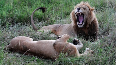 Brazil or Kenya? Answer Kenya | Kenya is famous for its “Big Five” — lion, elephant, buffalo, leopard, and rhinoceros — all of which roam its iconic savannahs. The annual wildebeest migration through the Maasai Mara is one of the most spectacular wildlife events on Earth.