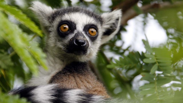 Kenya or Madagascar? Answer Madagascar | Madagascar is known for its unique biodiversity, with lemurs being the most famous endemic species, found nowhere else in the world. The island also hosts unusual creatures like the fossa and countless chameleon species, including the world’s smallest. Kenya or Madagascar? Answer Madagascar | Madagascar is known for its unique biodiversity, with lemurs being the most famous endemic species, found nowhere else in the world. The island also hosts unusual creatures like the fossa and countless chameleon species, including the world’s smallest.