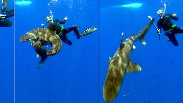 PNG or South Pacific? South Pacific | The South Pacific islands host remarkable marine biodiversity, including reef sharks, manta rays, and sea turtles in their coral reefs. On land, species such as the coconut crab and various endemic birds showcase the islands' ecological richness. PNG or South Pacific? South Pacific | The South Pacific islands host remarkable marine biodiversity, including reef sharks, manta rays, and sea turtles in their coral reefs. On land, species such as the coconut crab and various endemic birds showcase the islands' ecological richness.