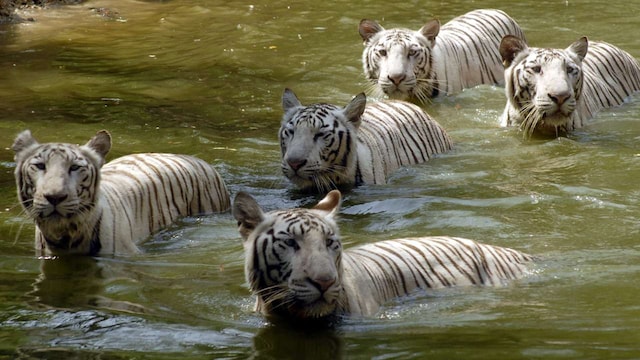 Madagascar or India? Answer India | India’s wildlife includes the majestic Bengal tiger, found in reserves like Sundarbans and Ranthambore, and the Asiatic elephant, roaming the forests of the south and northeast. It is also home to the Indian leopard and endangered species like the one-horned rhinoceros. Madagascar or India? Answer India | India’s wildlife includes the majestic Bengal tiger, found in reserves like Sundarbans and Ranthambore, and the Asiatic elephant, roaming the forests of the south and northeast. It is also home to the Indian leopard and endangered species like the one-horned rhinoceros.