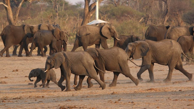 Colombia or Zimbabwe? Answer Zimbabwe | Zimbabwe is home to abundant wildlife such as elephants and lions, especially in Hwange National Park. The endangered black rhinoceros and large populations of hippos and crocodiles thrive along the Zambezi River. Colombia or Zimbabwe? Answer Zimbabwe | Zimbabwe is home to abundant wildlife such as elephants and lions, especially in Hwange National Park. The endangered black rhinoceros and large populations of hippos and crocodiles thrive along the Zambezi River.