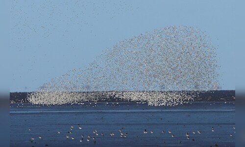 Wetland Degradation Impacts Wading Birds in Kerala, India