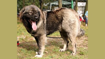 Holi Pet Safety: Protect Your Furry Friends from Colors and Chaos