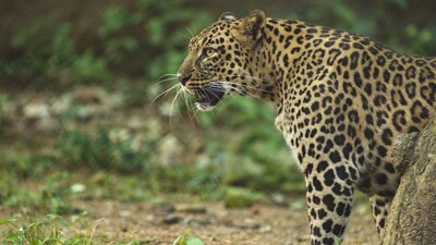 Leopard/ Cheetah at Arignar Anna Zoological Park, Chennai (Photo: Official website) 