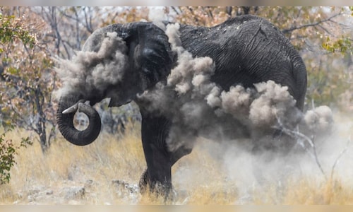Wildfires ravage a third of Namibia's flagship national park: Army sent in to control situation