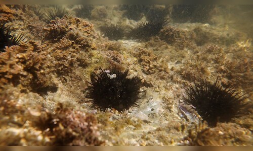 Sea Urchins Possess a Brain-Like Nervous System Throughout Their Bodies