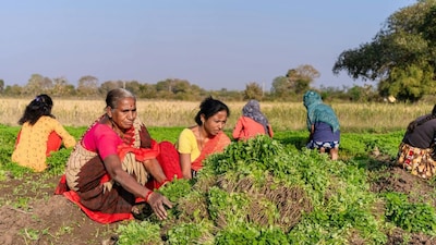 Karnataka adds southern India’s flavour to organic farming.
It accounts for about 8.7% of national organic output, with significant areas under certification. Known for organic coffee, millets and horticulture, the state blends tropical agro-diversity with sustainable practices.