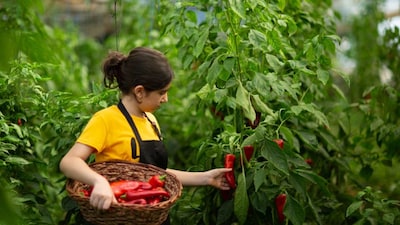 Uttar Pradesh is gradually embracing organic cultivation.
The state figures among those with certified organic area under NPOP, though not yet among the very top by share. With growing awareness and adoption in select districts, UP reflects how large agrarian states are slowly integrating organic methods into mainstream farming.