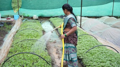 Kerala brings back agro-ecological diversity via organic farming.
The state features among the top organic-farming states, with considerable certification under NPOP. Spices, coconut, vegetables and traditional crops grown organically support both small farmers and sustainable land use in its tropical climate.