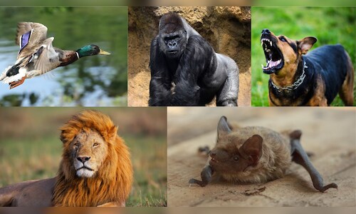 7 Diseases Threatening Global Animal Populations