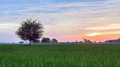 इराण युद्ध सुरू राहिल्यास जागतिक अन्नधान्याच्या किमती वाढणार, FAO चा इशारा