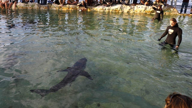 White Shark Racing Racing towards great white sharks is a real job in Australia - CNBC TV18
