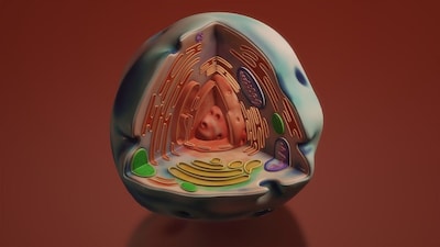 मोटापा घटाने के लिए नई दवाएं: वैज्ञानिक कैलोरी जलाने वाले माइटोकॉन्ड्रिया पर कर रहे शोध.