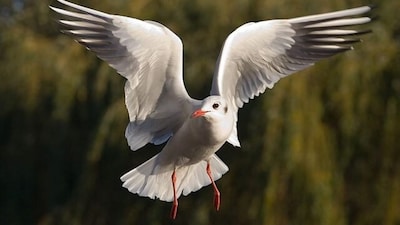 Seagull./Image Wikimedia Commons