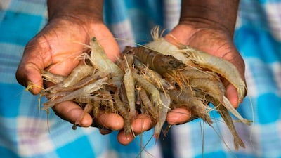 Indian Shrimp Industry Diversifies Beyond US, Boosts Exports to New Markets