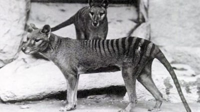Thylacinus -tasmanian tiger./Image Wikimedia Commons