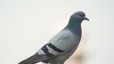 Karnataka Curbs Pigeon Feeding Over Respiratory Health Risks