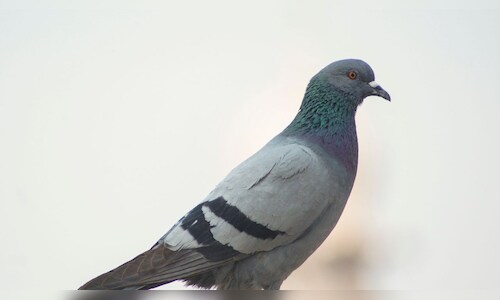 Karnataka to Regulate Pigeon Feeding in Public Spaces