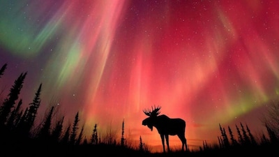 Auroa Borealis canada Image X@forallcurious