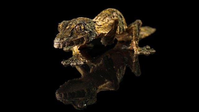 Masters of the Dark: 10 animals with powerful night vision - CNBC TV18