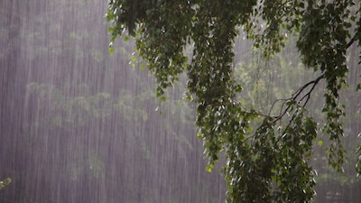 India is home to some of the wettest places on Earth. From Meghalaya’s rain-soaked hills to the Western Ghats, these regions receive extreme rainfall every year due to powerful monsoon winds. Here's a look at some of the wettest places in India. (Image: Canva)