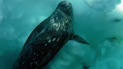 अत्यधिक ठंड में जीवित रहने वाले 10 जानवर: आर्कटिक के अद्भुत जीव