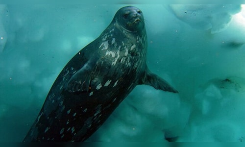 Surviving the freeze: 10 animals that thrive in extreme cold