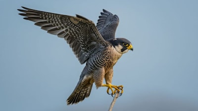 Peregrine Falcon: Earth's Fastest Animal Dominates Skies with Unmatched Speed
