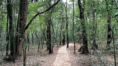 10. Sacred Tribal Groves in Central India | Certain forest patches protected by tribal communities are closed to outsiders. These groves hold cultural and spiritual importance and are preserved through local customs. (Image: Wikimedia Commons)