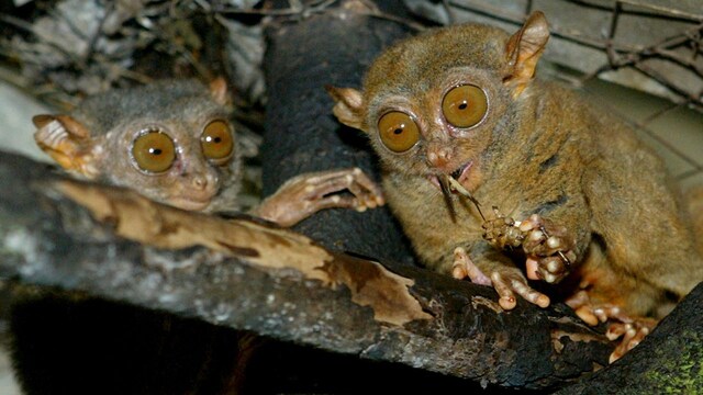 Masters of the Dark: 10 animals with powerful night vision - CNBC TV18