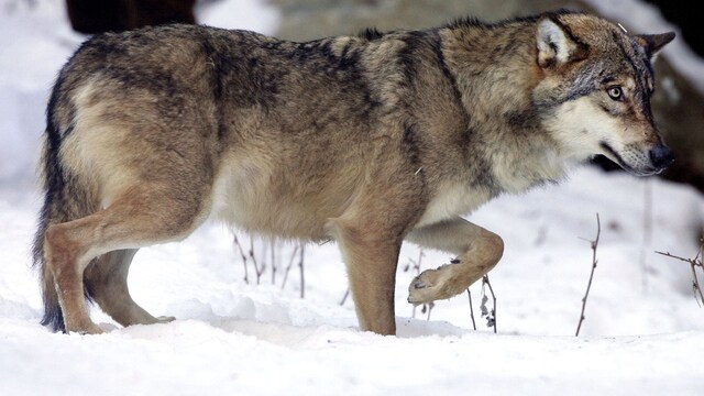 Masters of the Dark: 10 animals with powerful night vision - CNBC TV18