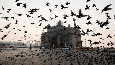 Pigeons fly past the Gateway of India monument, in Mumbai, India, March 13, 2025. REUTERS/Francis Mascarenhas     TPX IMAGES OF THE DAY
