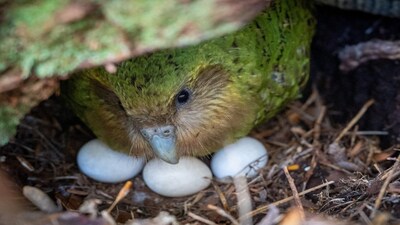 In this photo provided by the Dept. of Conservation, New Zealand, Kakapo, Kohengi sits with her three eggs, on Anchor Island, Pukenui, New Zealand, Feb. 3, 2026. (Andrew Digby/Dept. of Conservation, New Zealand via AP)