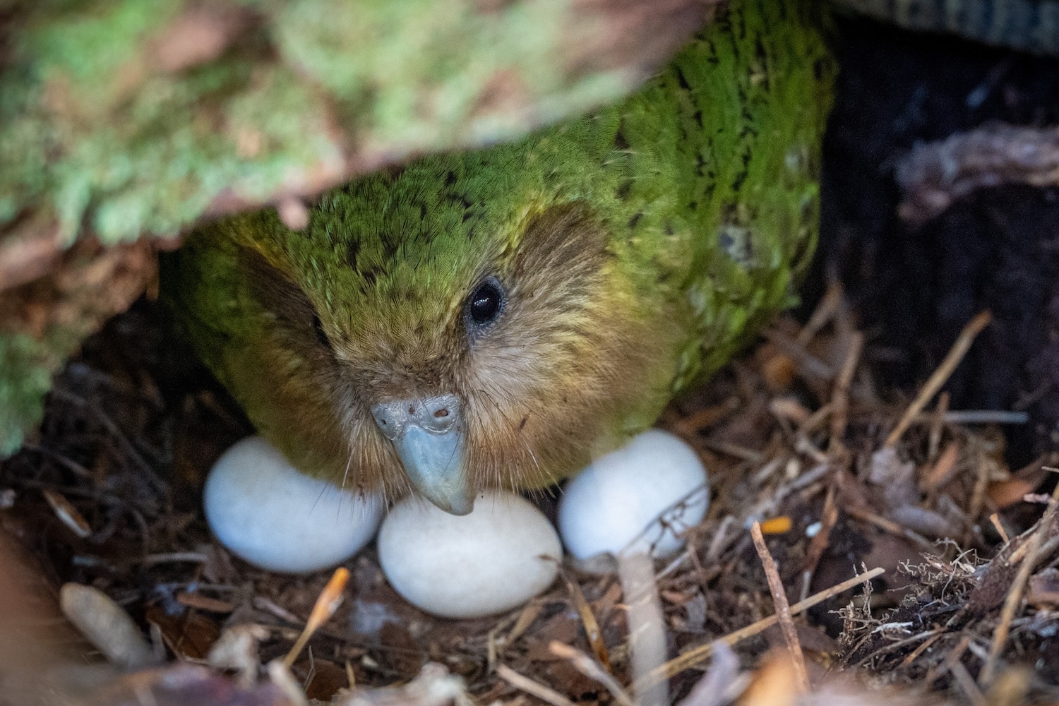 The Rimu Gamble and the Future of the Kakapo