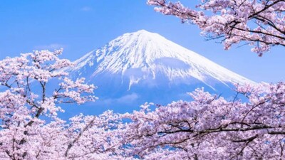Japan’s Cherry Blossom Forecast 2026: Your Guide to Sakura Season