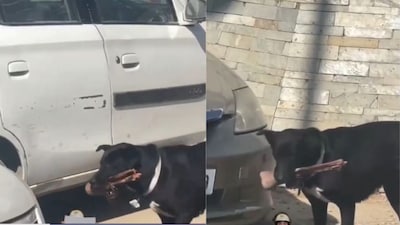 Dog with human leg. (Images X)