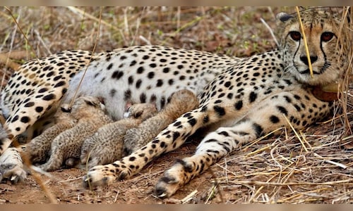 Kuno National Park welcomes fourth cub from Cheetah Gamini, takes India tally to 39