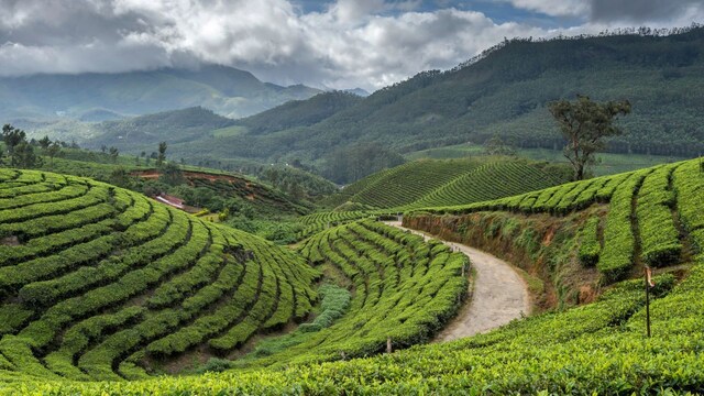 Indian Hotels Company Limited inks 55-key Tree of Life resort in Wayanad