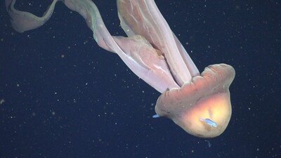 Juvenile fish (Centrolophus sp.) swim around the bell of a Stygiomedusa gigantea, commonly known as the giant phantom jelly, which ROV pilots filmed at 250 meters. Their bell can grow up to 1 m (3.3 ft) in diameter, and their four arms can reach up to 10 m (33 ft) long. They do not have any stinging tentacles, but use their arms to catch prey, including plankton and small fish.

CREDIT: ROV SuBastian / Schmidt Ocean Institute 

Due to our legal status as a 501(c)(3) private operating foundation, no media produced by Schmidt Ocean Institute may be used in attempting to influence legislation or lobbying.

Additionally, all visual assets (Images, videos, etc) can only be used as stated by creative commons Attribution-NonCommercial-ShareAlike
CC BY-NC-SA

Attribution — You must give appropriate credit, provide a link to the license, and indicate if changes were made. You may do so in any reasonable manner, but not in any way that suggests the licensor endorses you or your use.

NonCommercial — You may not use the material for commercial purposes.

ShareAlike — If you remix, transform, or build upon the material, you must distribute your contributions under the same license as the original.

https://creativecommons.org/licenses/by-nc-sa/4.0/