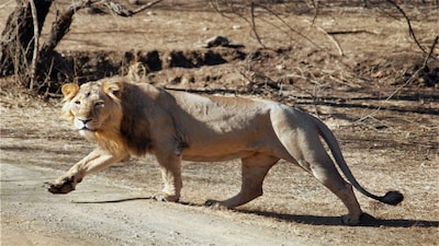 File--Gir Asiatic lion