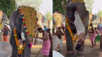Thrissur temple elephant goes wild. (Images X)