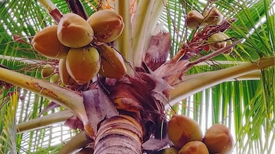 भारत की नारियल अर्थव्यवस्था में उछाल: उत्पादन और निर्यात बढ़ाने के लिए नई योजना