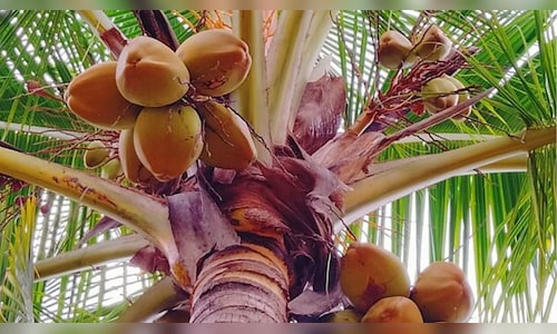 India to meet FY27 fiscal deficit goal of 4.3% despite GST cut: S&P Global Ratings