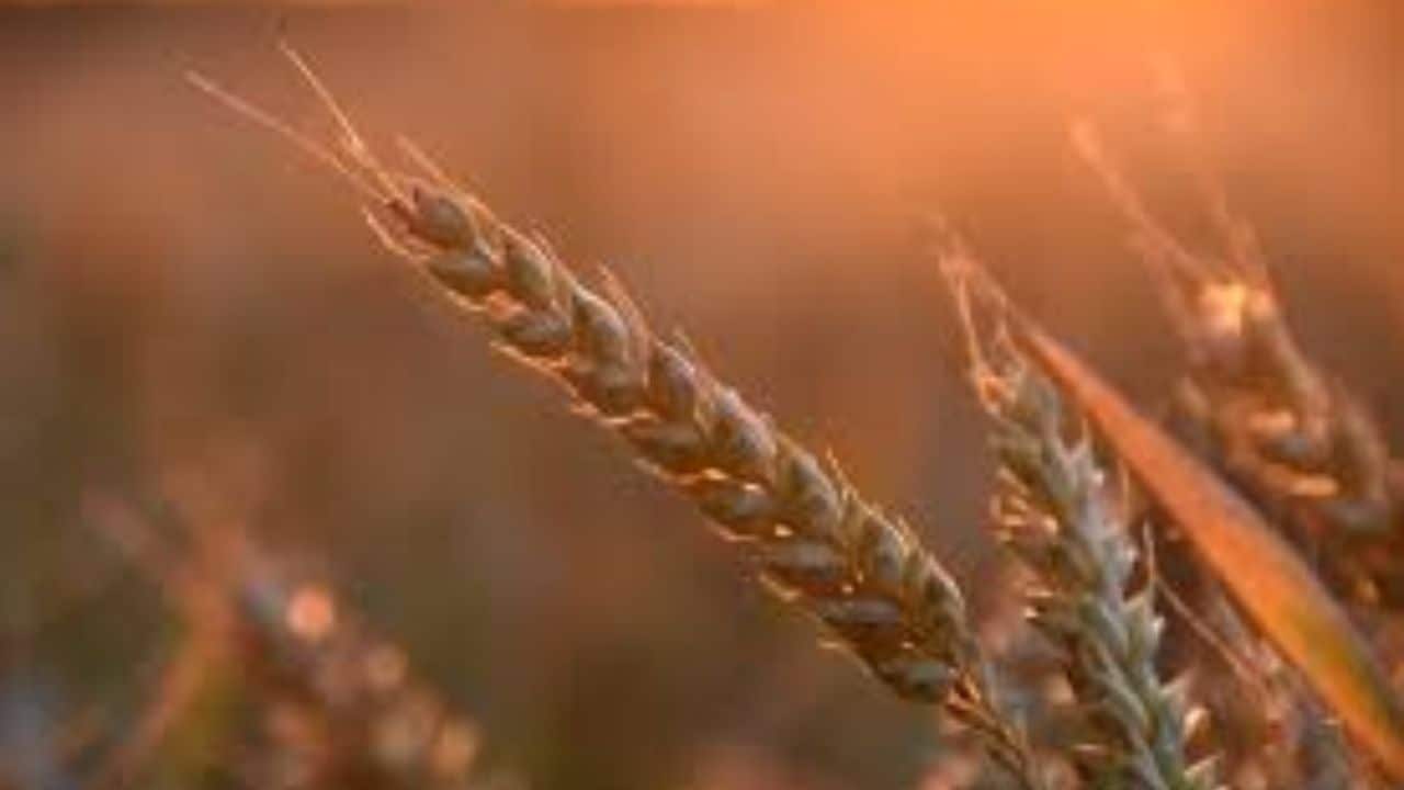 India hikes commission for Arthiyas, cooperatives in wheat, paddy procurement