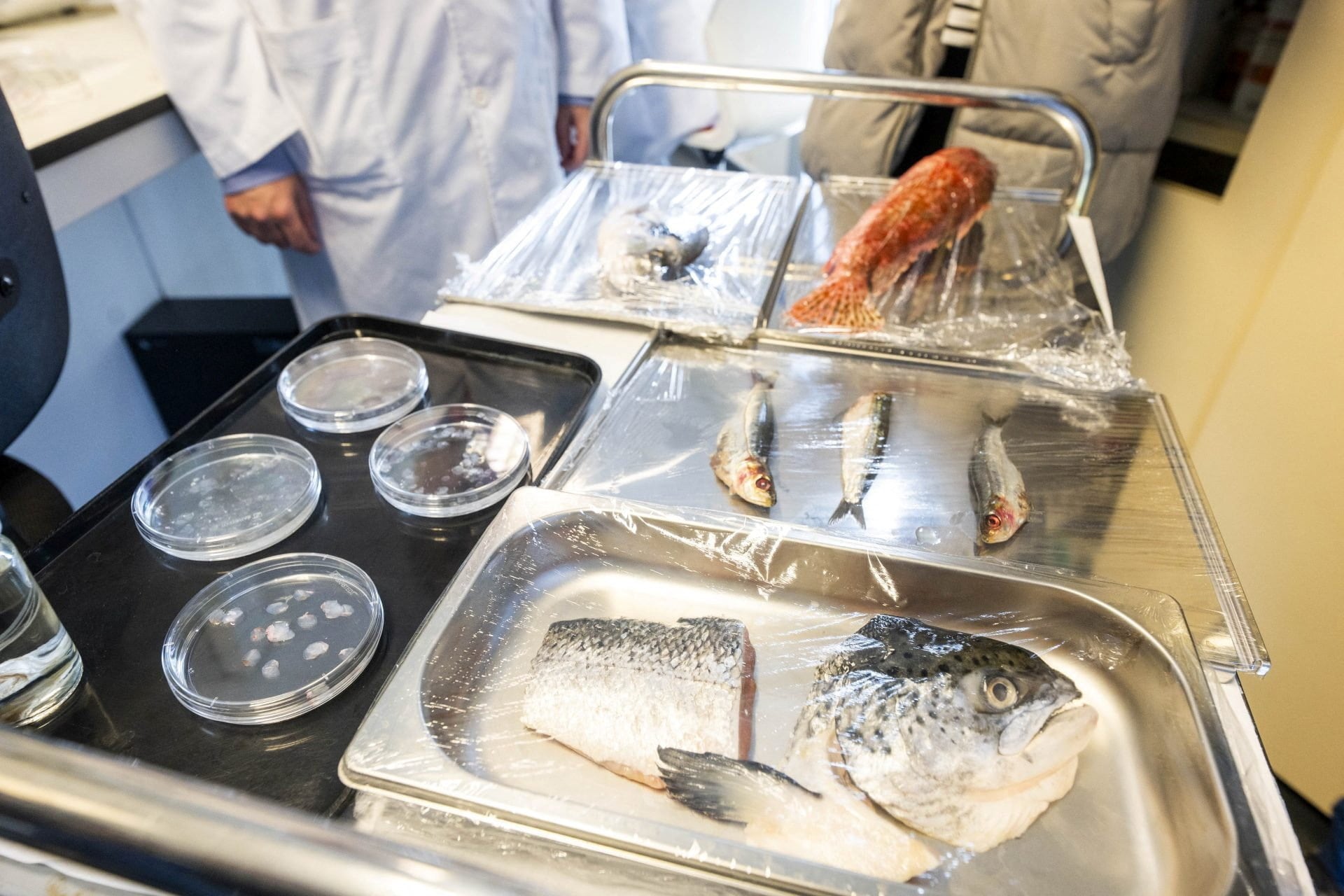 Why Fish Scales Might Be the Best Way to Save Your Sight