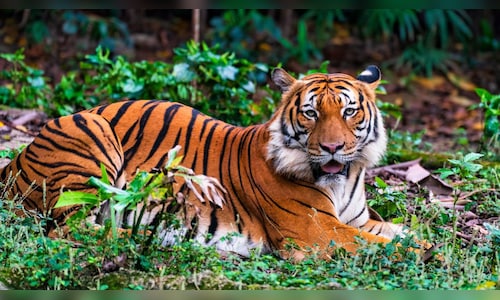 Abtak.com - Environment - News Image