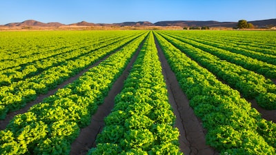 अन्नधान्याच्या किमतींचा धक्का ऊर्जा किमतींपेक्षाही वाईट: UBS चा इशारा.