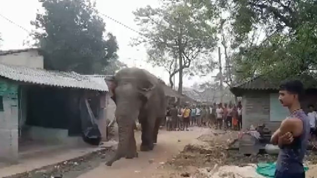 Elephant Ramlal enters polling booth during the West Bengal assembly elections 2026 (PTI screengrab)